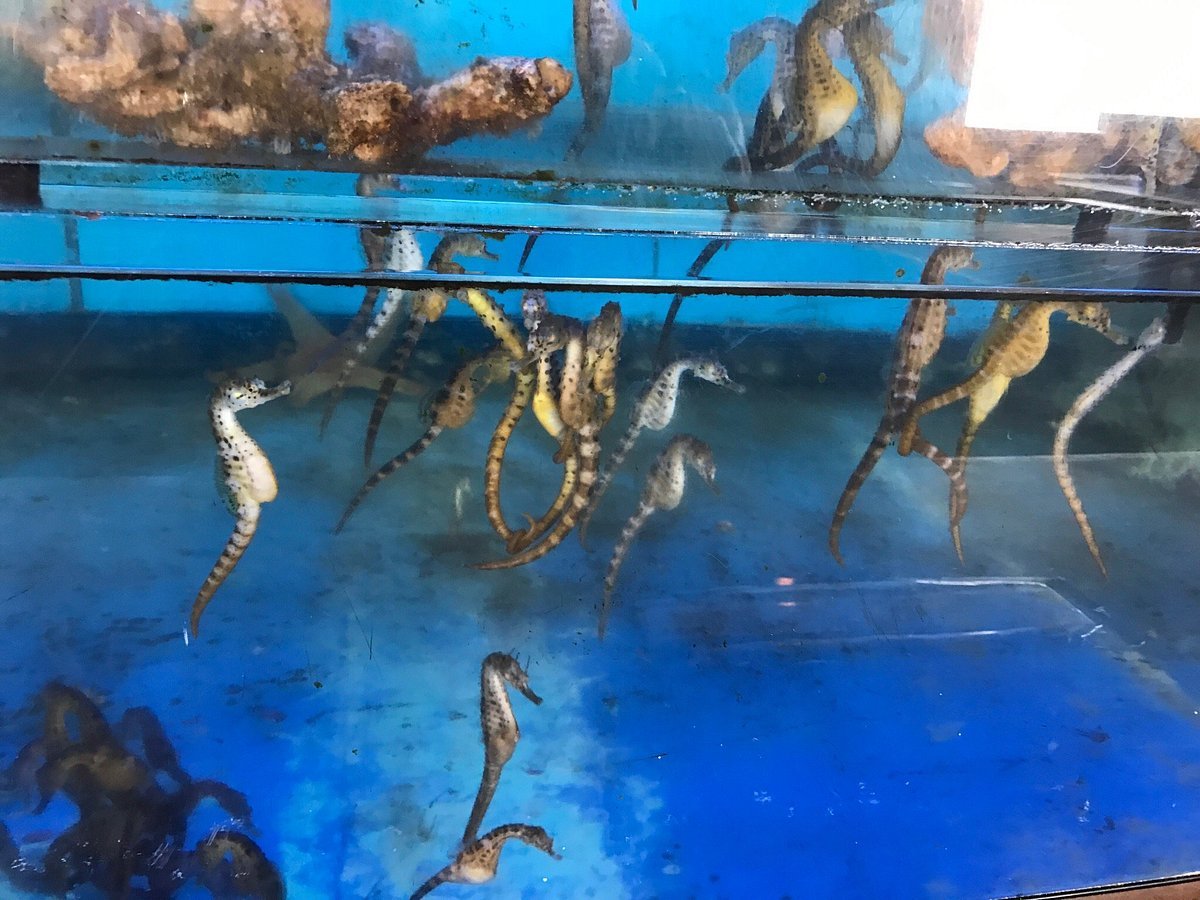 🏞️ 감시곶 자연공원 (반도코로바나 시젠코엔) 이미지 6